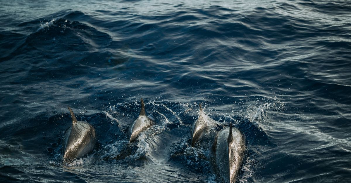 A group of dolphins swimming energetically through ocean waves, capturing marine life dynamics.
